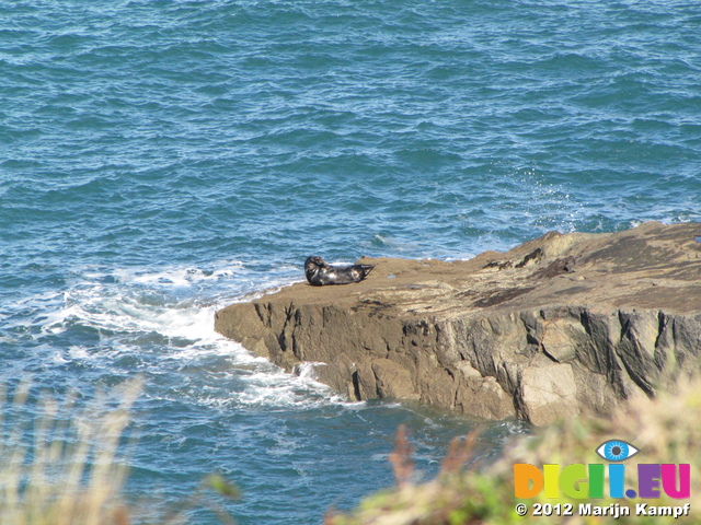 SX24772 Sunbathing seal